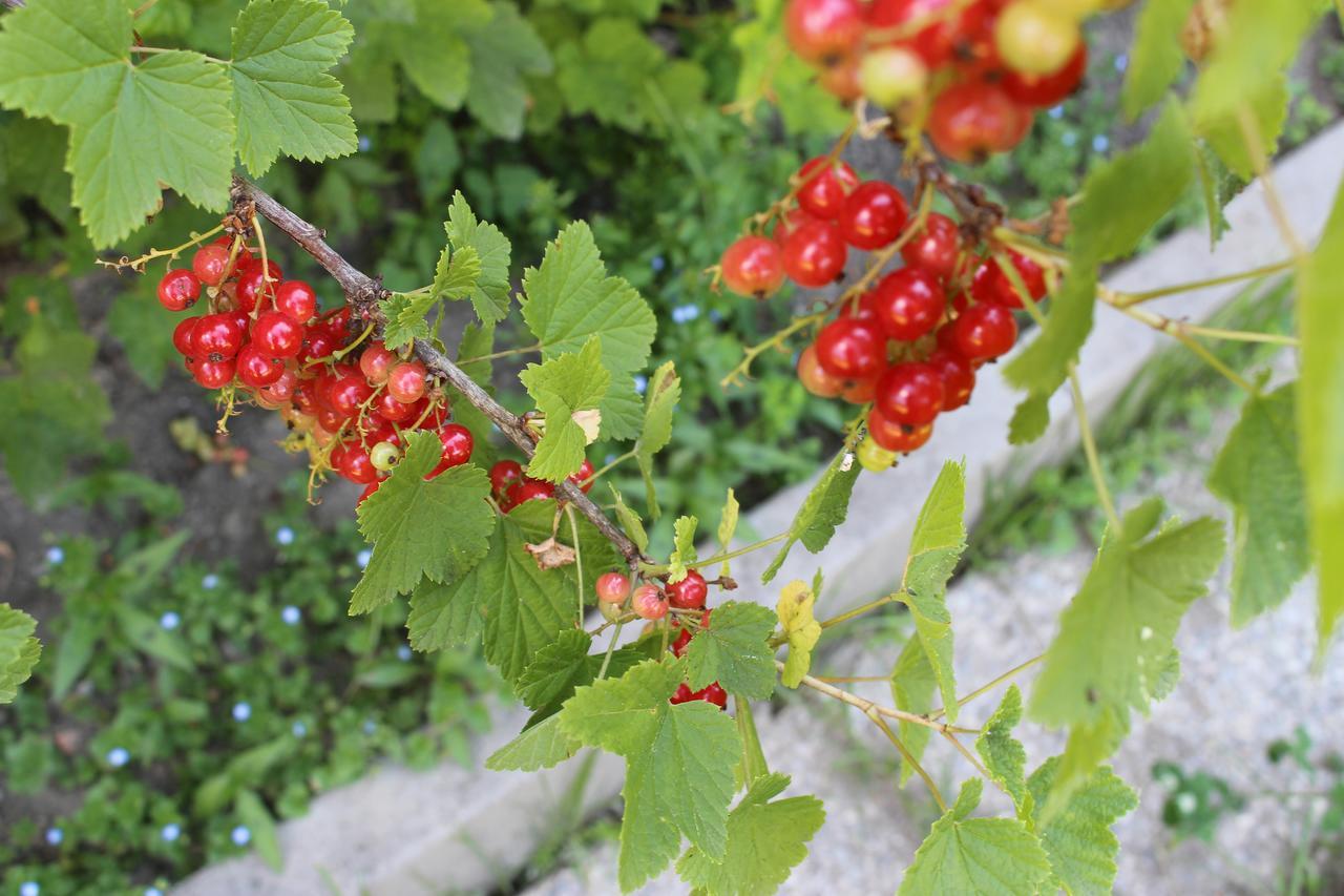 Watscherhof Luson Εξωτερικό φωτογραφία